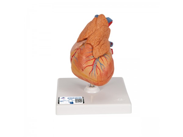 Klassiek hartmodel met thymus