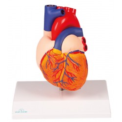 Hartmodel met infokaart Hartmodel met infokaart