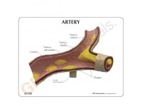 Arteriemodel met infokaart