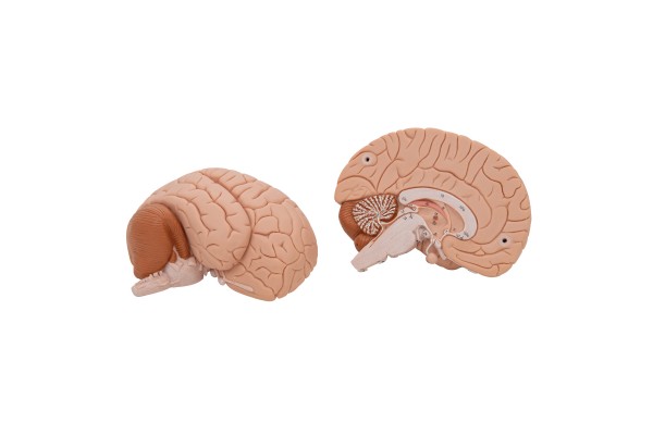 Hersenen & Zenuwstelsel