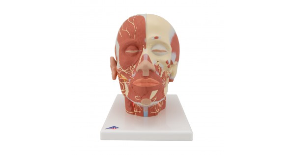 Anatomisch Model Menselijk Hoofd