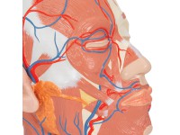 Hoofdmodel met spieren & bloedvaten