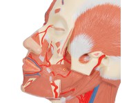 Hoofdmodel met spieren & bloedvaten