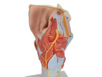 Larynx / Strottenhoofd, 2x ware grootte, 7-delig