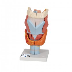 Larynx / Strottenhoofd, 2x ware grootte, 7-delig
