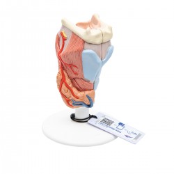 Larynx / Strottenhoofd, 2-delig