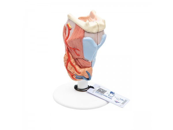 Larynx / Strottenhoofd, 2-delig