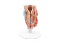 Larynx / Strottenhoofd, 2-delig