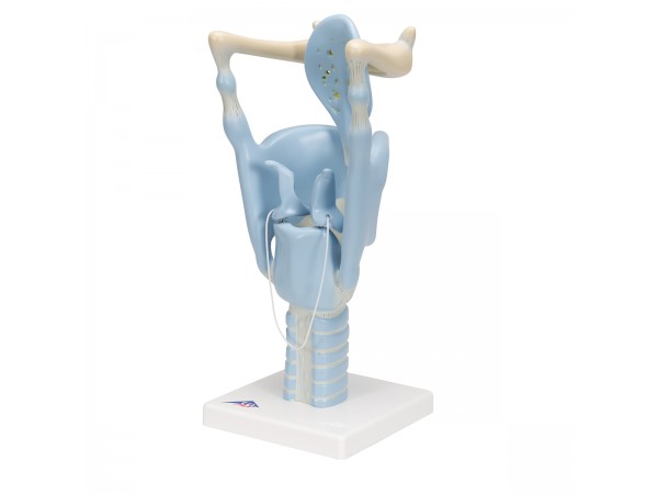 Functioneel Larynx model, 3x vergroot