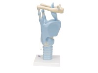 Functioneel Larynx model, 3x vergroot