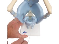 Functioneel Larynx model, 3x vergroot