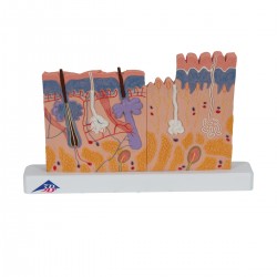 Huid doorsnede, 40x vergroot