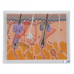 Huid doorsnede, 70x vergroot