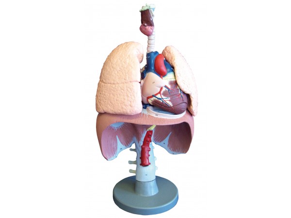 Ademhalingsorganen Model