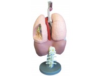 Ademhalingsorganen Model