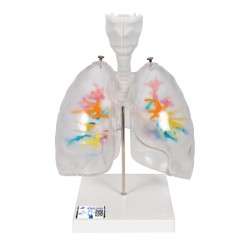 Bronchiën, luchtpijp met vertakkingen, strottenhoofd, longen Bronchiën, luchtpijp met vertakkingen, strottenhoofd, longen