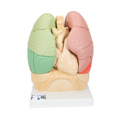 Gesegmenteerd Longmodel