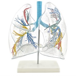 Longmodel Transparant