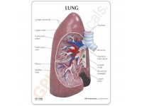 Rechter long