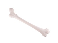 Femur Model