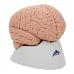 Model Hersenen, 2-delig