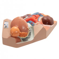 Urinair systeem, Man