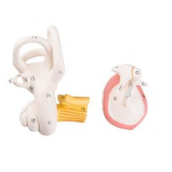 Evenwichtsorgaan Model