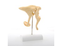 Gehoorbeentjes (Ossicles) Model Bonelike