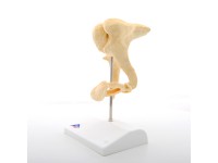 Gehoorbeentjes (Ossicles) Model Bonelike