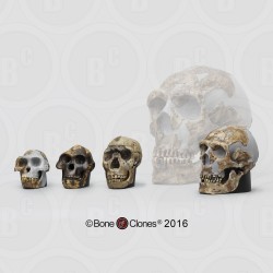 Schedel Set Mensachtigen (Schaal 1 : 2) Schedel Set Mensachtigen (Schaal 1 : 2)