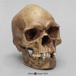 Mannenschedel Australische Aboriginal (Originele kleur) 