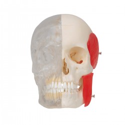 BONElike Schedel - Gecombineerd Transparant/benige schedel, 8-delig