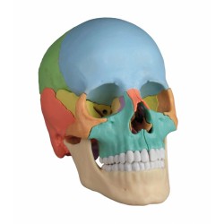 Osteopathie Schedel, 22-delig, Didactisch Osteopathie Schedel, 22-delig, Didactisch