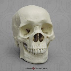 Schedelmodel Afrikaanse Man