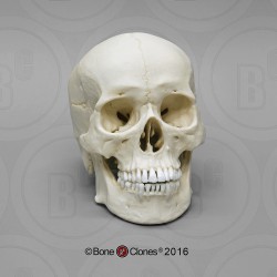 Schedelmodel Aziatische Man Schedelmodel Aziatische Man