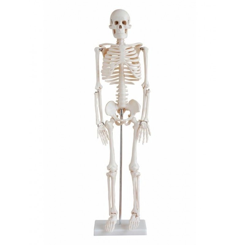munitie Structureel Onderzoek Anatomie Model Skelet, 85 cm -- Anatomieshop.nl