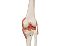 Flex skelet spieraanhechtingsplaatsen & ligamenten