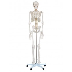 Levensgroot Menselijk Skelet, 180 cm