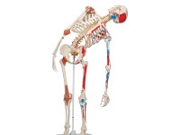 Flex skelet spieraanhechtingsplaatsen & ligamenten