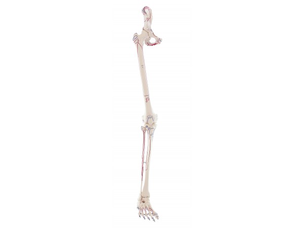 Beenskelet met Spieraanduiding