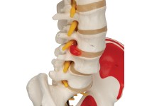 Flex skelet spieraanhechtingsplaatsen & ligamenten