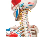 Flex skelet spieraanhechtingsplaatsen & ligamenten