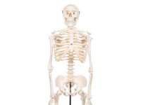 Mini Skelet op Voetstuk