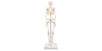 Mini Skelet op Voetstuk