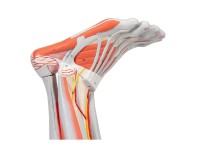 Anatomisch model van de beenspieren, 9-delig.