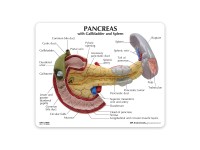 Alvleesklier model met galblaas en milt