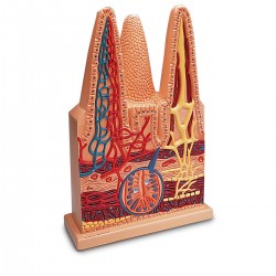 Intestinal villi, 100x life-size Intestinal villi, 100x life-size