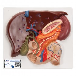 Lever met galblaas, Pancreas en Duodenum Lever met galblaas, Pancreas en Duodenum