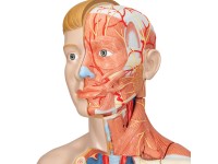 Anatomisch Model Torso met Armspieren, 33-delig