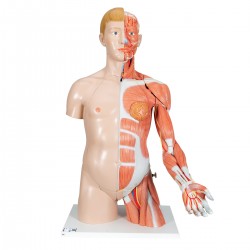 Anatomisch Model Torso met Armspieren, 33-delig